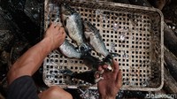 Ikan mas kemudian ditimbang, disisiki, dan dibuang insangnya untuk dikonsumsi. (Andhika Prasetia/detikcom)