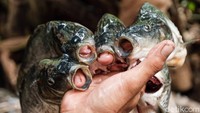 Ikan mas juga merupakan hama di Sulawesi dan Papua. (Andhika Prasetia/detikcom)