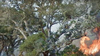 Kebakaran hutan. Foto: dok Jon Rafman