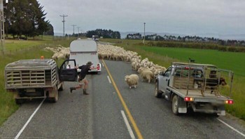 Kawanan domba yang berusaha kabur. Foto: dok Jon Rafman