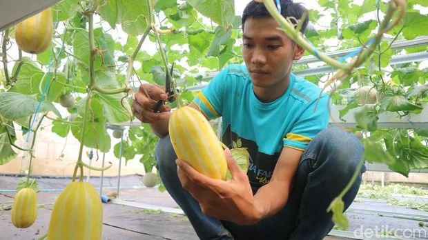 Petani di Desa Besito, Kecamatan Gebog, Kudus, bertanam melon dengan sistem hidroponik, Sabtu (27/3/2021).