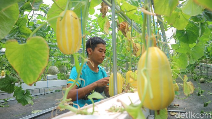 Petani di Desa Besito, Kecamatan Gebog, Kudus, bertanam melon dengan sistem hidroponik, Sabtu (27/3/2021).