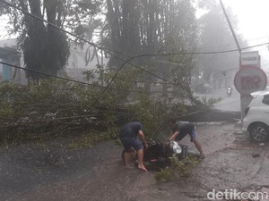 Pohon Tumbang Saat Hujan Deras di Jember Timpa Pengendara Motor