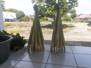 Kisah Sayur Lilin yang Unik tapi Lezat dari Papua