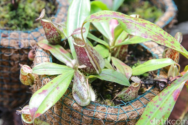 Di sana tumbuh berbagai jenis kantong semar, mulai dari Nepenthes mirabilis, Nepenthes reinwardhitiana, Nepenthes rafflesiana, dan masih banyak lagi. Traveler juga dapat melihat mulai dari bakal kantong semar hingga kantong semar dewasa di sana. Di sana tumbuh berbagai jenis kantong semar, mulai dari Nepenthes mirabilis, Nepenthes reinwardhitiana, Nepenthes rafflesiana, dan masih banyak lagi. Traveler juga dapat melihat mulai dari bakal kantong semar hingga kantong semar dewasa di sana.