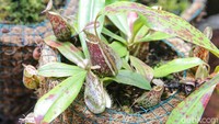 Di sana tumbuh berbagai jenis kantong semar, mulai dari Nepenthes mirabilis, Nepenthes reinwardhitiana, Nepenthes rafflesiana, dan masih banyak lagi. Traveler juga dapat melihat mulai dari bakal kantong semar hingga kantong semar dewasa di sana. 