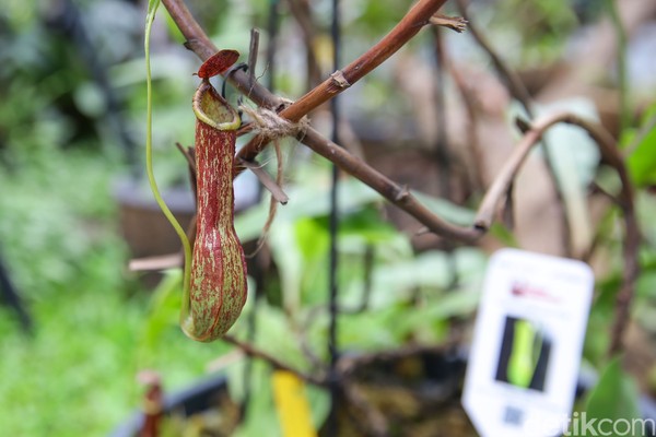 Taman pertama yang detikcom kunjungi adalah taman yang berisikan tumbuhan kantong semar (nepenthes). Kantong semar merupakan tumbuhan karnivora di mana makanannya adalah serangga. Taman pertama yang detikcom kunjungi adalah taman yang berisikan tumbuhan kantong semar (nepenthes). Kantong semar merupakan tumbuhan karnivora di mana makanannya adalah serangga.