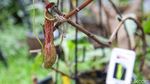 Potret Taman Tematik Baru di Kebun Raya Bogor