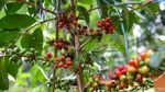 Potret Taman Tematik Baru di Kebun Raya Bogor