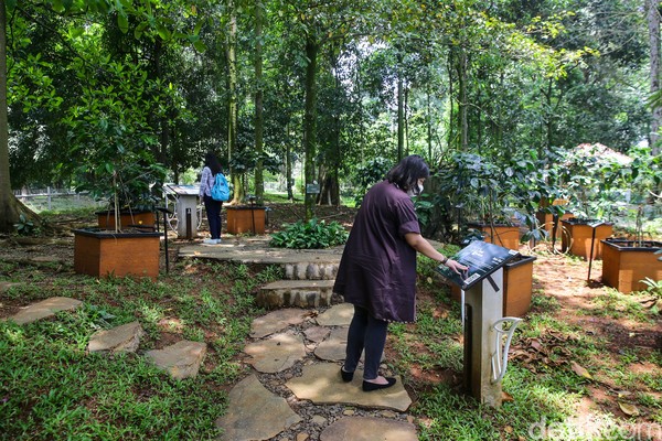 Traveler yang doyan ngopi tapi belum pernah melihat langsung pohon kopi, bisa menengoknya di Taman Kopi. Traveler yang doyan ngopi tapi belum pernah melihat langsung pohon kopi, bisa menengoknya di Taman Kopi.