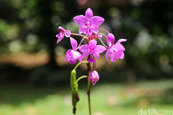 Pecinta anggrek, wajib nih datang ke sini. Bak berada di hutan, traveler akan melihat anggrek-anggrek liar tumbuh. Pecinta anggrek, wajib nih datang ke sini. Bak berada di hutan, traveler akan melihat anggrek-anggrek liar tumbuh.
