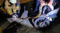 Petugas Damkar Kecamatan Tebet, Mulyata Katon, mengatakan motor tersebut terparkir di halaman rumah warga yang melapor.  (Foto: dok. Damkar DKI Jakarta)