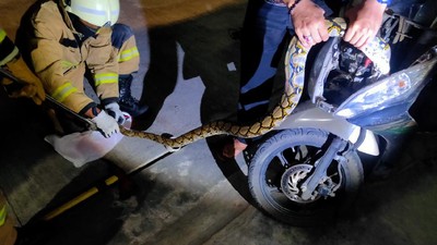 Begini Posisi Ular 2,5 Meter dalam Bodi Motor Warga di Jaksel