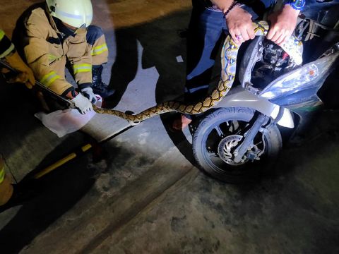 Ular sanca ditemukan dalam bodi motor di Tebet, Jakarta Selatan