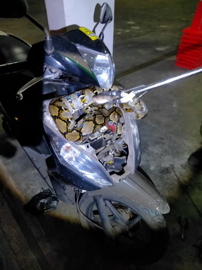 Ular sanca ditemukan dalam bodi motor di Tebet, Jakarta Selatan