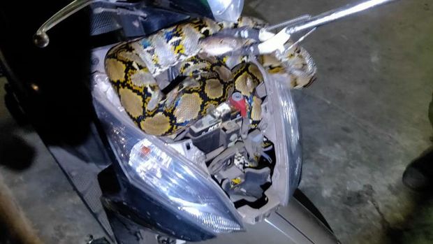 Ular sanca ditemukan dalam bodi motor di Tebet, Jakarta Selatan
