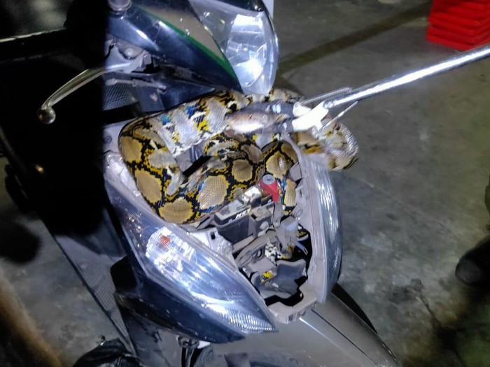 Ular sanca ditemukan dalam bodi motor di Tebet, Jakarta Selatan