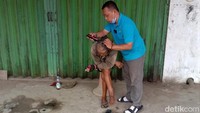 detikcom mengikuti keduanya berkeliling untuk mencari ODGJ di Juwana Kabupaten Pati, Minggu (28/3) pagi tadi. Kedua pasutri itu mencari seorang ODGJ perempuan atau yang disebut warga Juwana sebagai perempuan plastik. Sosok perempuan plastik itu ternyata berusia sekitar 60 tahun. Perempuan itu lalu dibawa ke area di sekitar ruko Jalan Silungonggo, Desa Kudukeras, Kecamatan Juwana untuk diajak berbincang dan dibersihkan.