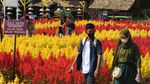 Warna-warni Taman Bunga Celosia di Palembang
