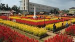 Warna-warni Taman Bunga Celosia di Palembang