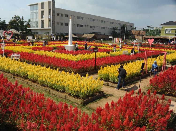 Warna-warni Taman Bunga Celosia di Palembang