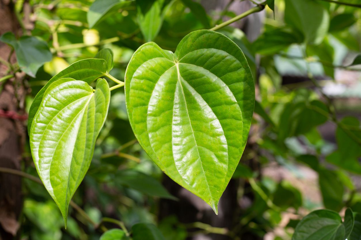Daun sirih