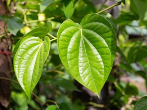 15 Manfaat Daun Sirih untuk Kesehatan dan Cara Penggunaannya