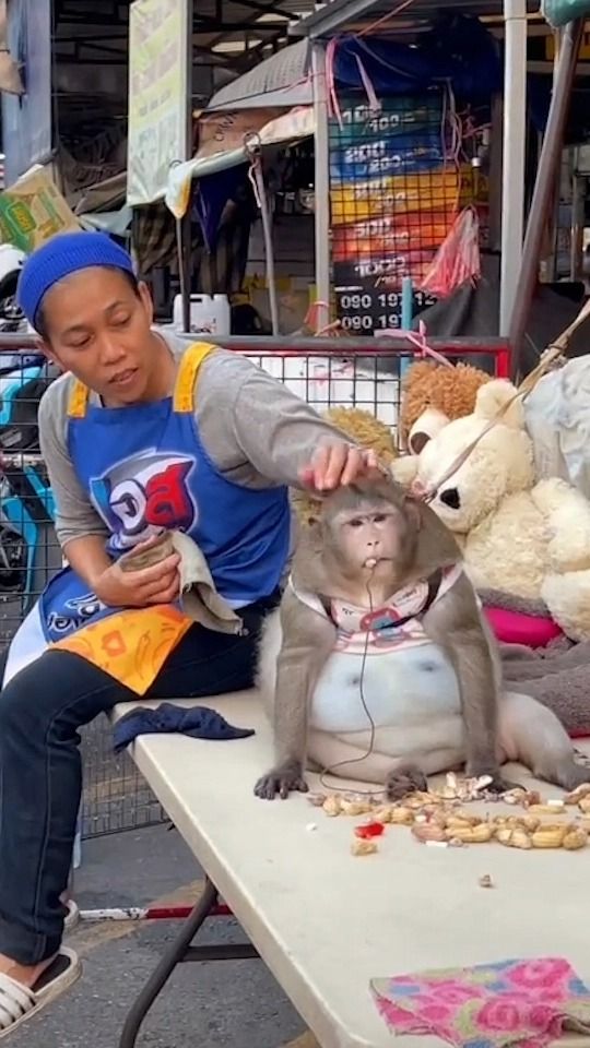 Diberi Banyak Makanan Enak di Pasar, Monyet Thailand Ini Obesitas
