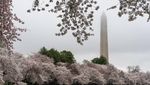 Indah Banget! Foto-foto Bunga Sakura Bermekaran di Washington