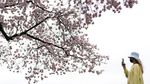 Indah Banget! Foto-foto Bunga Sakura Bermekaran di Washington