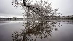 Indah Banget! Foto-foto Bunga Sakura Bermekaran di Washington