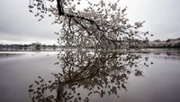Bunga sakura yang sedang bermekaran ini pun menjadi salah satu dari rangkaian Festival Bunga Sakura nasional 2021 di Amerika.