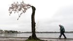 Indah Banget! Foto-foto Bunga Sakura Bermekaran di Washington