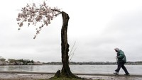 Festival tersebut digelar untuk mengenang pemberian 3.000 pohon sakura dari Kyoto kepada masyarakat Washington pada tahun 1912.