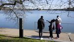Indah Banget! Foto-foto Bunga Sakura Bermekaran di Washington