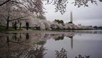 Indah Banget! Foto-foto Bunga Sakura Bermekaran di Washington