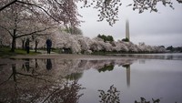 Begini penampakan indahnya bunga sakura yang bermekaran di kawasan Tidal Basin, Washington, Amerika Serikat.