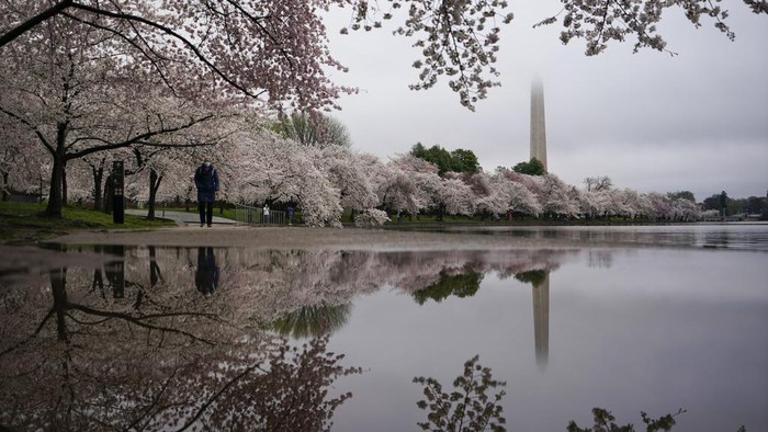 Indah Banget! Foto-foto Bunga Sakura Bermekaran di Washington Kawasan Tidal Basin di Washington, Amerika Serikat, menjadi salah satu tempat paling indah saat ini. Apa yang membuatnya seperti itu?