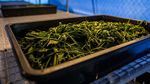 Potret Perkebunan Ganja Medis di Thailand
