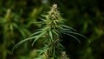 Potret Perkebunan Ganja Medis di Thailand