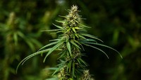 Ganja yang ditanam di perkebunan tersebut dijual ke rumah sakit setempat untuk perawatan bagi pasien terapeutik. (Getty Images/Lauren DeCicca)