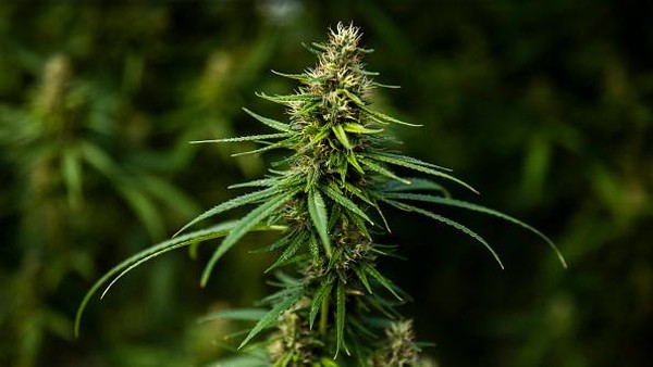 Ganja yang ditanam di perkebunan tersebut dijual ke rumah sakit setempat untuk perawatan bagi pasien terapeutik. (Getty Images/Lauren DeCicca) Ganja yang ditanam di perkebunan tersebut dijual ke rumah sakit setempat untuk perawatan bagi pasien terapeutik. (Getty Images/Lauren DeCicca)