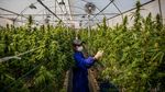 Potret Perkebunan Ganja Medis di Thailand