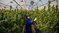Diketahui Thailand melegalkan ganja untuk medis pada tahun 2019. (Getty Images/Lauren DeCicca)