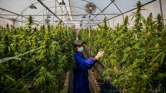 NAKHON RATCHASIMA, THAILAND - MARCH 25: Thai greenhouse workers trim damaged marijuana leaves and care for plants at the greenhouse facilities at the Rak Jang farm on March 25, 2021 in Nakhon Ratchasima, Thailand. The Rak Jang farm, in Nakhon Ratchasima, Thailand, is one of the first farms that has been given permission by the Thai government to grow cannabis and sell their products to medical facilities since medical marijuana was legalized in 2019. The cannabis grown by the farm is high in CBD and sold to local hospitals for therapeutic treatments for patients with prescriptions. Thailand plans to continue to develop more cannabis products in an effort to boost the local economy and draw more customers to Thailand for medical tourism.  (Photo by Lauren DeCicca/Getty Images)