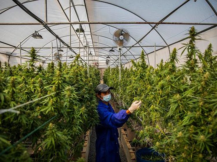 Potret Perkebunan Ganja Medis di Thailand