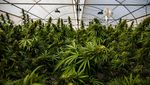 Potret Perkebunan Ganja Medis di Thailand