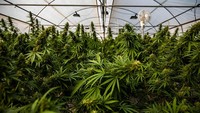 Perkebunan Rak Jang adalah perkebunan pertama yang telah diberi izin oleh pemerintah Thailand untuk menanam ganja dan menjual produknya ke fasilitas medis. (Getty Images/Lauren DeCicca)