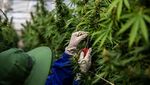 Potret Perkebunan Ganja Medis di Thailand