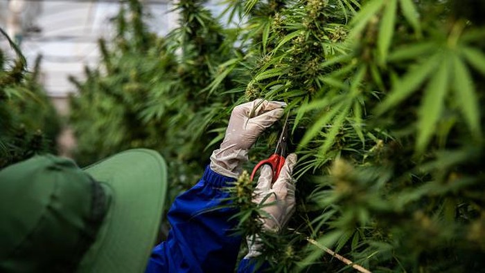 NAKHON RATCHASIMA, THAILAND - MARCH 25: Thai greenhouse workers trim damaged marijuana leaves and care for plants at the greenhouse facilities at the Rak Jang farm on March 25, 2021 in Nakhon Ratchasima, Thailand. The Rak Jang farm, in Nakhon Ratchasima, Thailand, is one of the first farms that has been given permission by the Thai government to grow cannabis and sell their products to medical facilities since medical marijuana was legalized in 2019. The cannabis grown by the farm is high in CBD and sold to local hospitals for therapeutic treatments for patients with prescriptions. Thailand plans to continue to develop more cannabis products in an effort to boost the local economy and draw more customers to Thailand for medical tourism.  (Photo by Lauren DeCicca/Getty Images)
